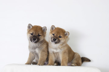 二匹の豆柴子犬 © zbb52318