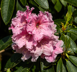 Rosa Rhododendronblüte
