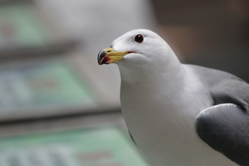 Close-up Seagull Bird