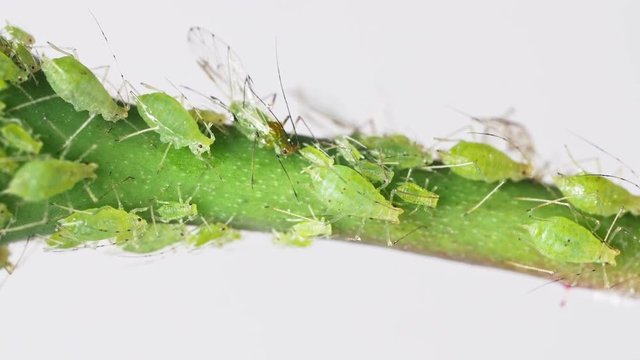 Aphids on Rose Branch Macro