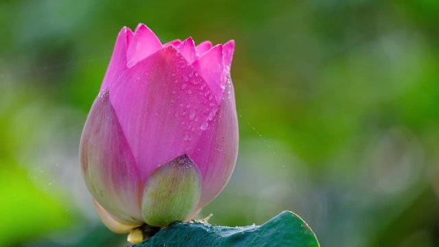 Lotus flower. Royalty high-quality free stock video footage of a beautiful fresh pink lotus flower. The background is the pink lotus flowers and yellow lotus bud in a pond