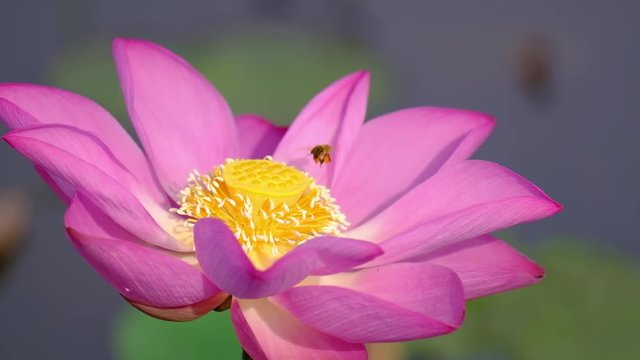 Pink lotus flower with honey bee. Close focus of beautiful pink lotus flower with bee collecting honey from the pistil. The background is a pink lotus flowers, green leaf and yellow lotus bud in pond