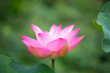 Obraz premium beautiful pink lotus flower blooming in pond.
