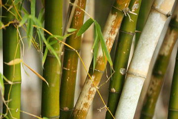 Obraz premium green bamboo plants