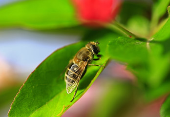 Feed aphid fly, in the wild