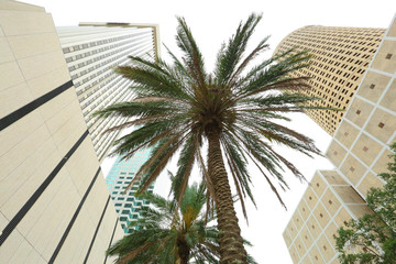 Fototapeta na wymiar palm tree downtown tampa