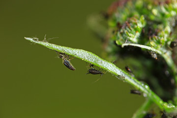 Aphids, close-up