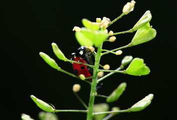 The beetles, close-up