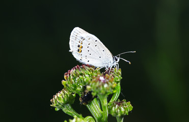 The butterfly close-up