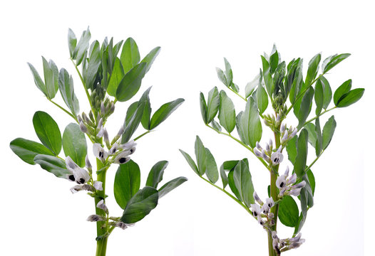 Blooming broad or fava beans plants ( Vicia Faba ) isolated on a white background.