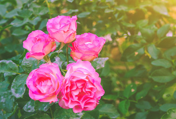 The morning sun shining over a bunch of pink roses blooming beautifully in the garden in front of the house.