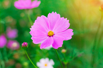 Obraz premium pink cosmos flower in garden