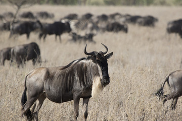 White bearded Wildebeest which stands in a dry savanna against the background of a running herd
