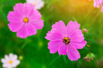 Obraz premium pink cosmos flower and bee in garden