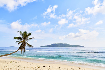 Obraz na płótnie Canvas paradise beach with palm tree in seychelles, digue island
