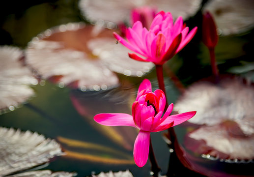 Lotus in the pond, Ideas for use as a background image.
