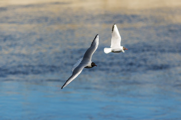 flight over blue water