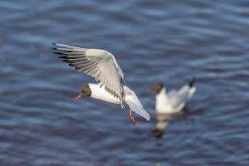 Fototapeta na wymiar portrait of a seagull in flight