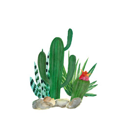 watercolor illustration of cactus