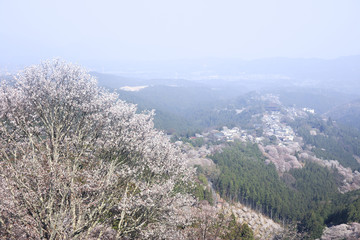 吉野の桜_上千本_2018.04
