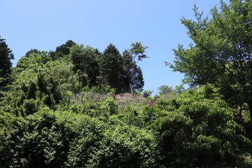 伐採された木々