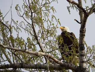 A Bald Eagle Perched on a Cottonwood Tree Facing Camera. Photographed from below.