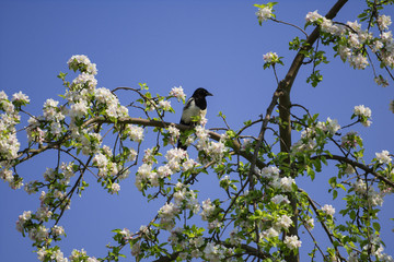 Magpie on a spring blooming tree. 