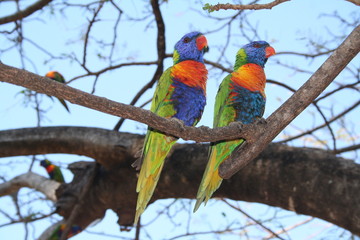 Couple of Rainbow Lorikeets sitting on a tree in australia