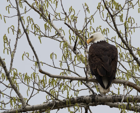 A Bald Eagle Perched on a Cottonwood Tree in Spring with its back to the camera.