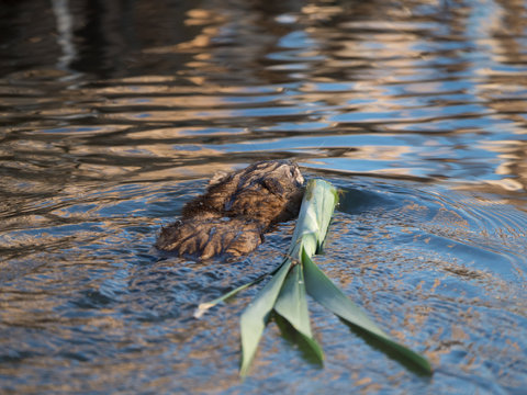 A Beaver Swimming Away from the Camera with Carrying Reeds