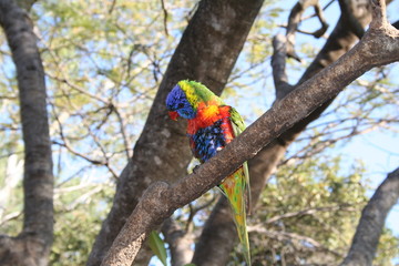Rainbow Lorikeet sitting on a tree in australia