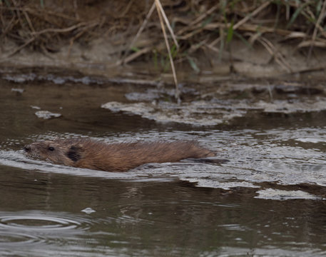 A North American Beaver Swimming in a Stream