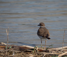 Killdeer Wading in Shallow Water. Photographed with a shallow depth of field with a lake in the background. 