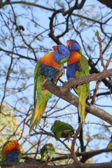 Rainbow Lorikeets sitting on a tree in australia