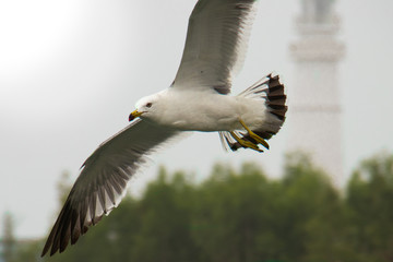 Seagull is hunting near the lighthouse