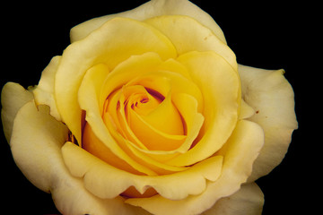 White-yellow rose on the black background