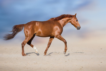 Fototapeta na wymiar Red horse run free in sand