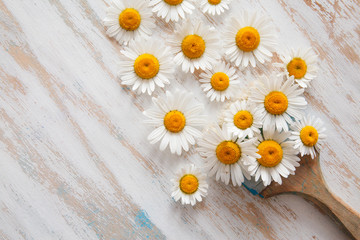 Obraz premium brush with flowers from chamomile.