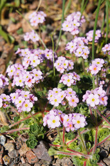 Androsace sempervivoides or leaved rock jasmine pink flowers