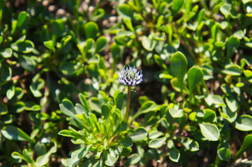 Globularia cordifolia or heart-leaved globe daisy green plant with blue flower