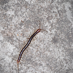 Dangerous Centipede on Road Surface