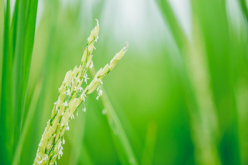 green rice plant closeup rice seed and jasmine white flower