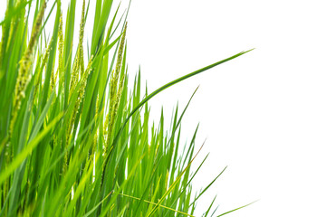 rice field green grass on white background with space for text