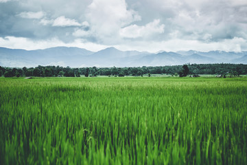 Fototapeta premium beautiful dramatic of landscape of asian countryside view rice field and mountain