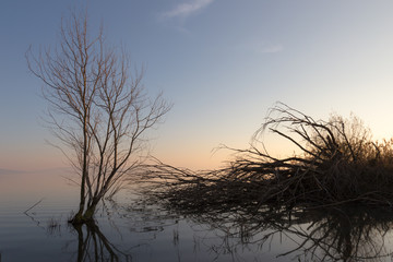 Skeletal and fallen trees on a lake at sunset, with beautiful re