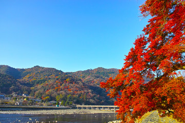 Obraz premium 紅葉シーズンの渡月橋 