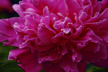 beautiful pink peony close-up,