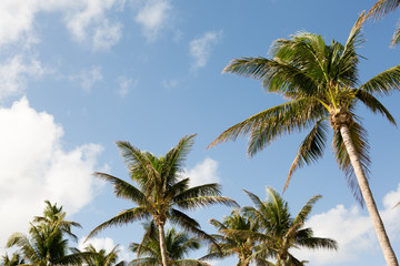 Fototapeta premium Palm trees and blue skys.