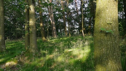 Obraz premium Wald am Abend