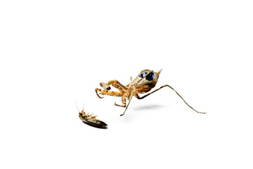 Praying mantis and cockroach